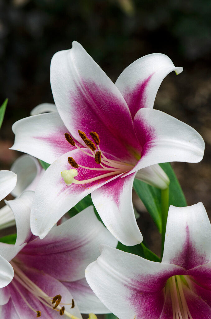 Lily-Lilium Orienpet Friso (Treelily) 2-pak